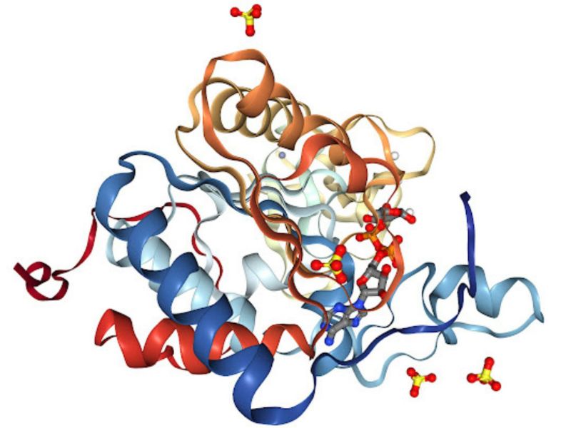 SIRT6 – ENZYME QUÝ GIÁ CHO LÃO HOÁ VÀ SỨC KHỎE